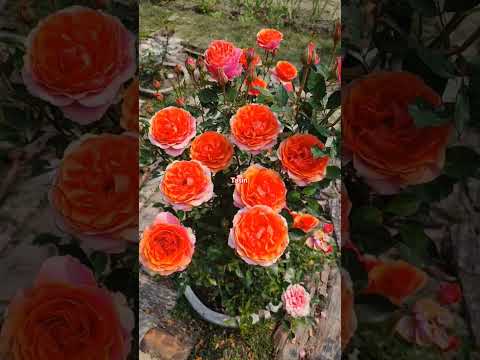 Rose flower.….#shortvideo#love#beatifulflowers#flowers