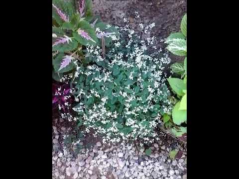 Fui desafiada 🙈🙈 !!!