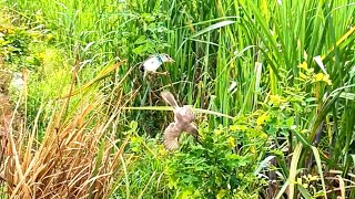 Download lagu Cara pikat burung dengan mudah yang jarang kalian tau versi ARIF CHANEL mp3