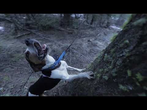 La caza del puma con perros de rastro