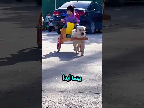 هذا الكلب يوصلها من المدرسة كل يوم 😮💖