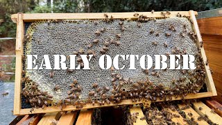 Early October | #colesfarmnc #jacksonvillenc #beekeeping