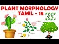 Plant Morphology in Tamil 18 - Types of Inflorescence: Cymose & Mixed - Rajus Biology