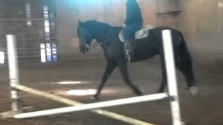 preview picture of video '11yr old warmblood cross gelding- SOLD'