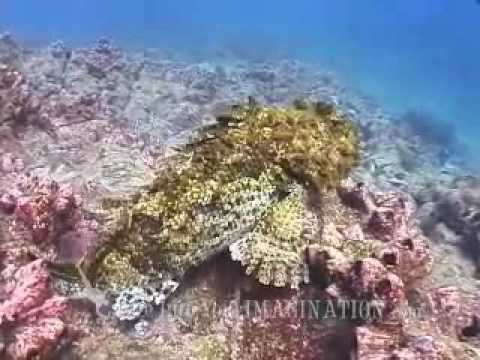 Kids Ocean Movie Sample Chapter - Dive Into Diversity - Explore Coral Reefs