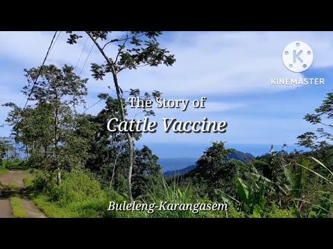 The Story of Cattle Vaccine || Short Movie Sapi Bali Fakultas Kedokteran Hewan Universitas Udayana