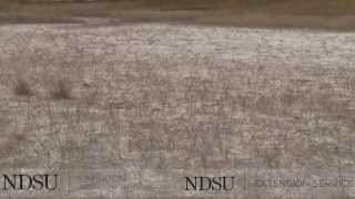 preview picture of video 'NDSU: Langdon Research Extension Center: Saline and Sodic Soils part 1'