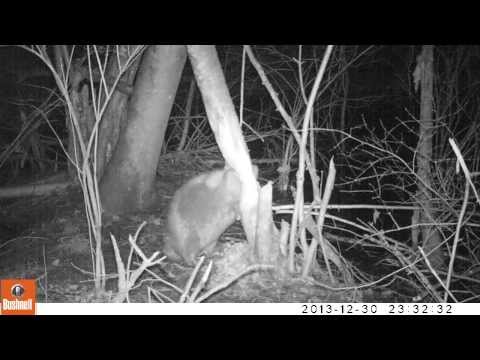 Biber fällt einen Baum