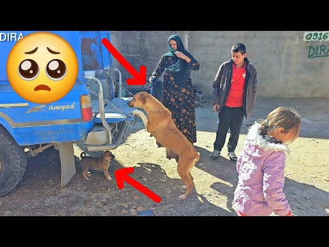 "💔 Heartbreaking Moments: DIRA Family's Farewell to Lucy and Her Puppies 🐶"