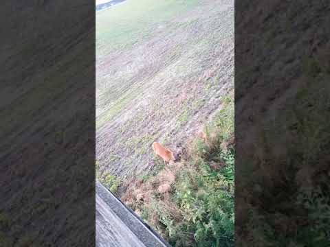 Sarna i czatownik. Harmonia z przyrodą / Szepty Kniei