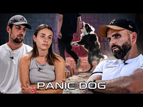 "Je ne le pensais pas capable de mordre !" - Berger Australien AGRESSIF - Panic Dog Ep16