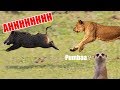 Nala Chases Pumbaa In Real Life Fanmade