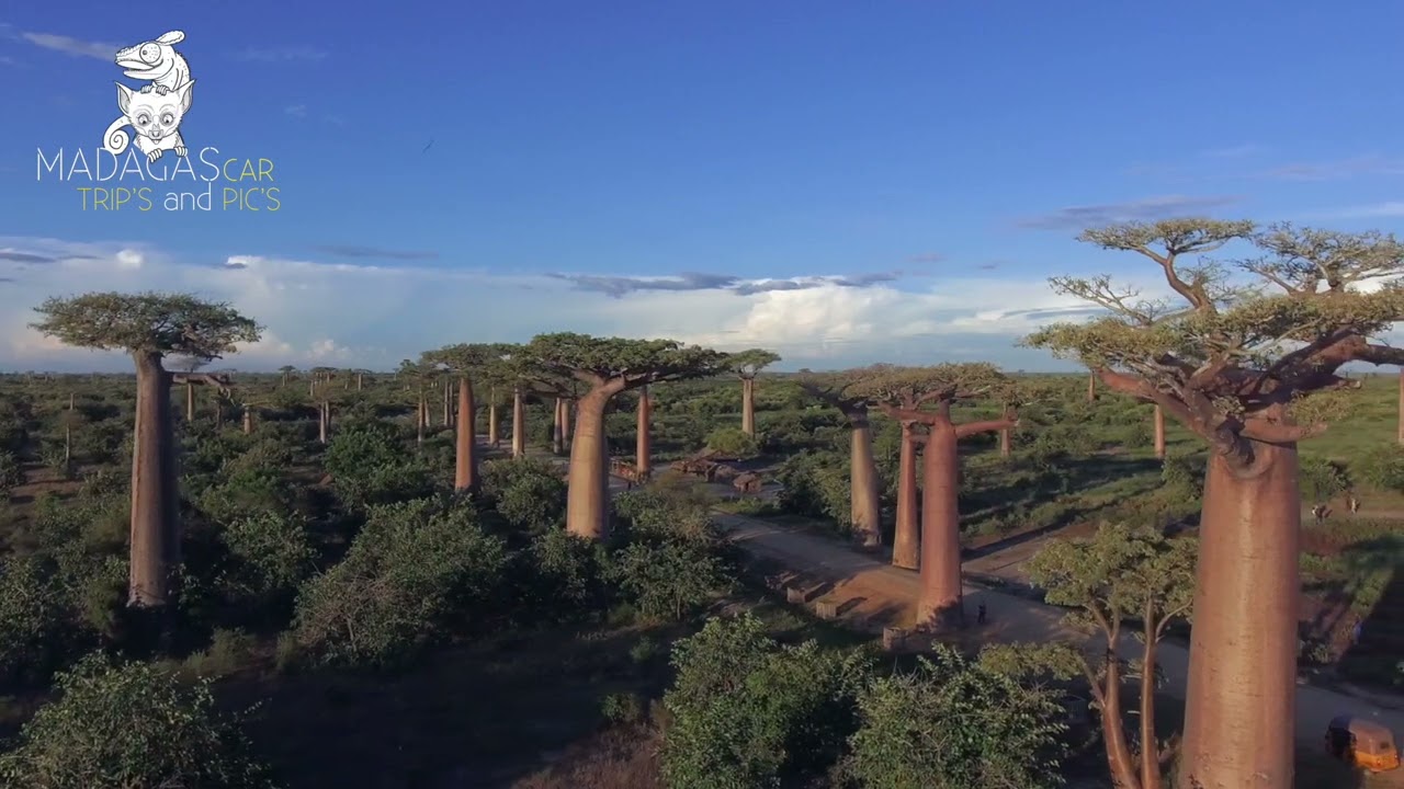 L'allée des baobabs 2018