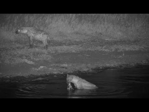Djuma: Hyenas with parts of Impala ram carcass from Tlalamba and Thandi-Pt:1 - 19:07 - 04/14/19