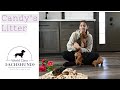 Miniature Dachshund dogs for sale: Tommy - Video 1
