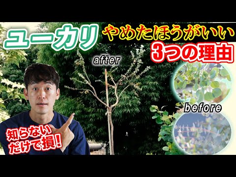 観葉植物としてのユーカリ:どの種類が適していますか? 植物