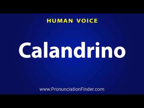 How To Pronounce Calandrino