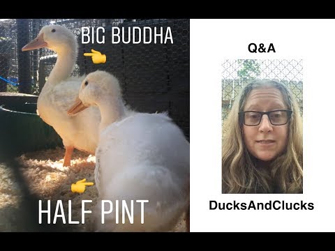 Q&A with Half Pint and Big Buddha