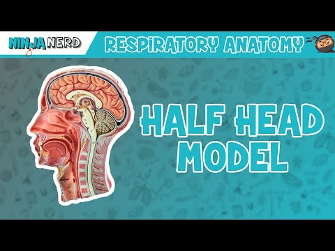 Respiratory Half Head Anatomy