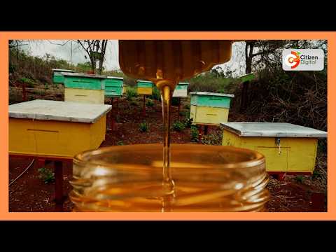 Baringo farmers warn of declining honey production due to pesticides and environmental damage