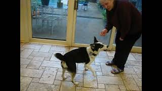Video preview image #1 Huskies -Unknown Mix Puppy For Sale in Germanton, TN, USA