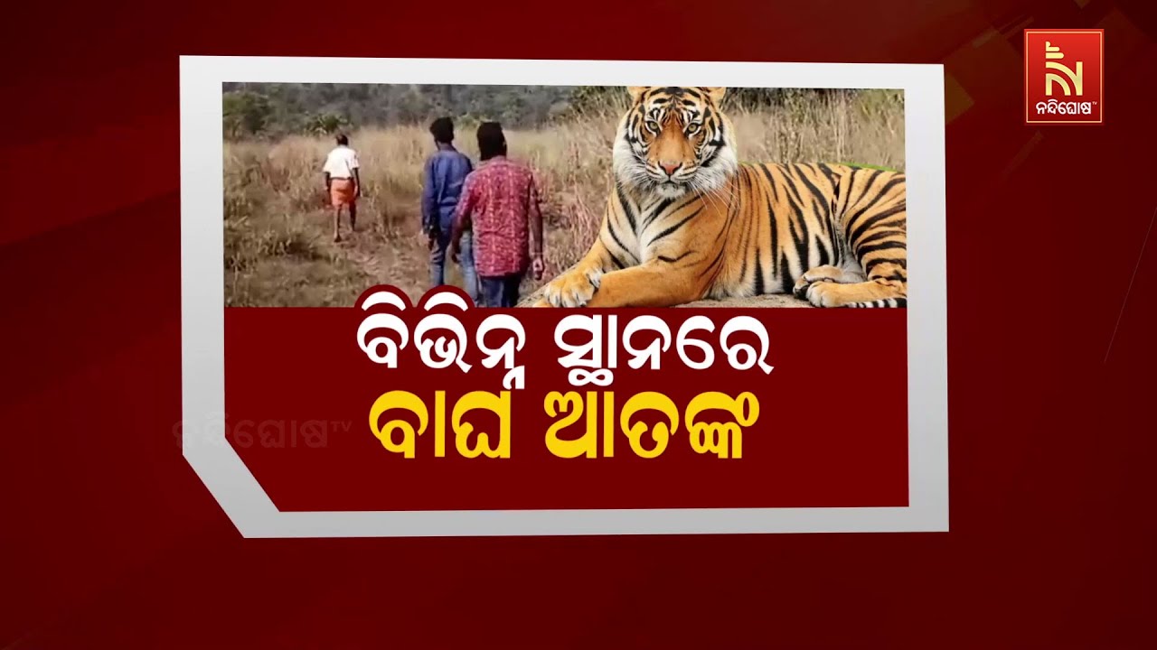 🔴 Live | ବିଭିନ୍ନ ସ୍ଥାନରେ ବାଘ ଆତଙ୍କ
