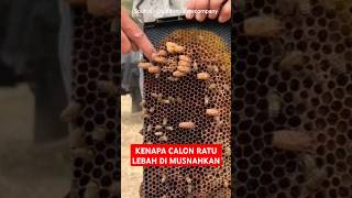 Download lagu Why Should Queen Bee Candidates Be Destroyed? mp3