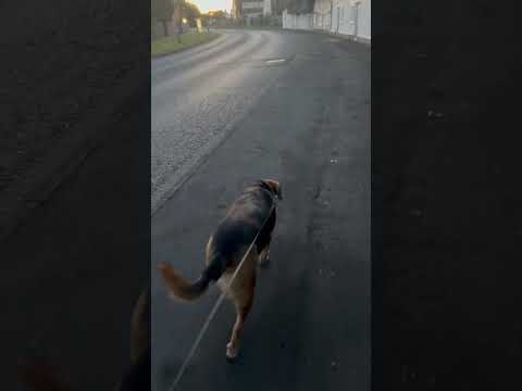 Friday stroll with Azra #dog #nature #shorts
