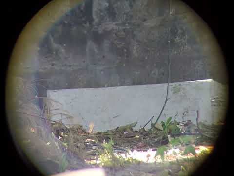 FX Impact X .25 61yds JSB 33.95gr