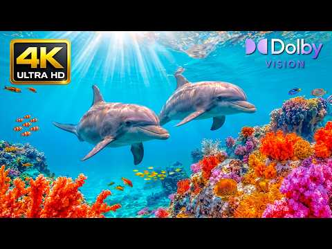 Tropical Reef Aquarium 4K Ultra HD – Beautiful Marine Fish Swimming in Ocean Paradise
