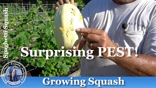 Discovering a Surprising Pest when Growing Spaghetti Squash!