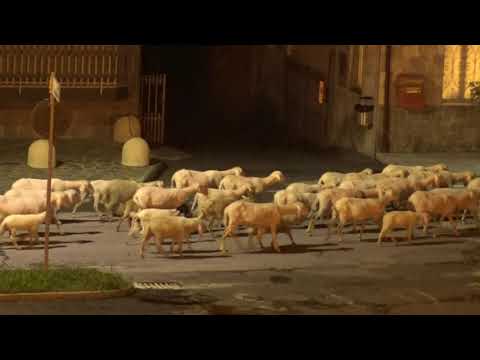 ORE 22,45 PASSA LA TRANSUMANZA DI PECORE A ROBILANTE. (CN) 8 - 6 - 2018