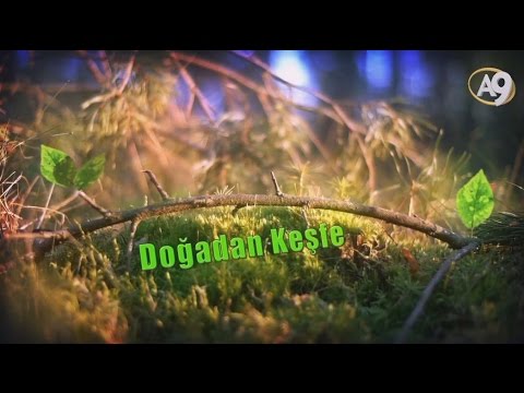 Doğadan Keşfe - Mucize jel: Midye yapışkanı