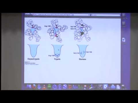 Kevin Ahern's Bite-Sized Biochemistry #13:  Catalytic Strategies II