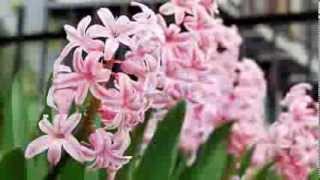 ADORO--BRONCO Y ARMANDO MANZANERO