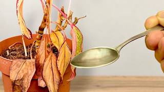I Almost Gave Up! Saving a Dying Houseplant With NO Roots! 🚫🌱