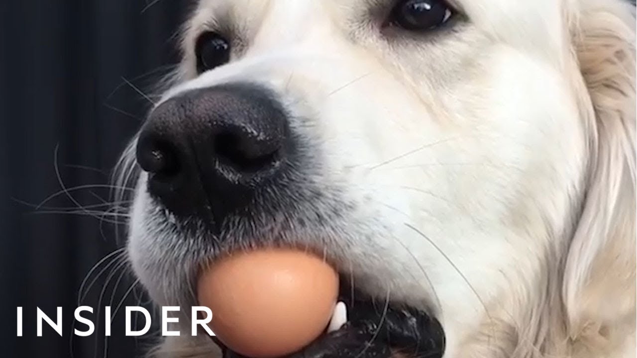 Dogs Try the Viral Egg Challenge