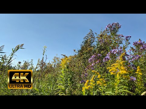 Virtual Hike 4K - Sunny Autumn Forest and Field -  Bruce Trail - Relaxing Walk