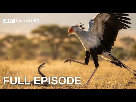 Planet of the Birds - The Ways to Survive | 4K Free Documentary Nature