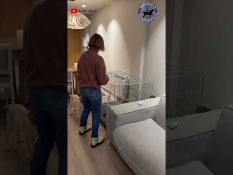 Thelma espera la orden para comer su pienso (Episodio 02 Thelma & Ali) 🦮