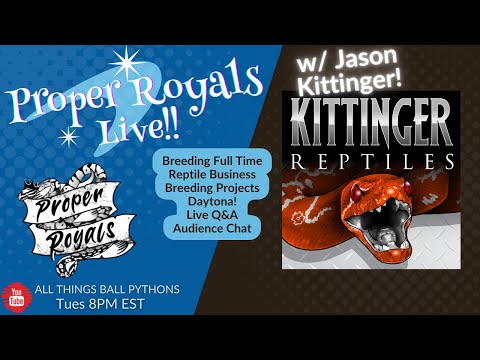 Full Time Ball Python Breeder - Proper Royals Live - w/ Jason Kittinger!!