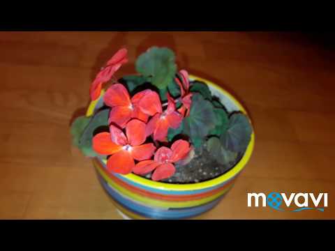 Пеларгония миниатюрная Red Black Vezuvius