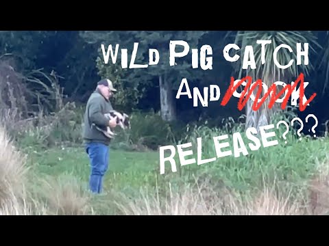 Catching a Wild Boar With My Bare Hands