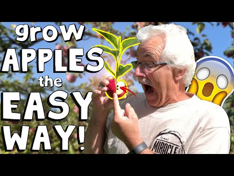 GROW an Apple Tree from SEED to FRUIT!