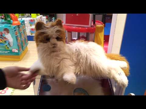 Toy Cat at Sharjah Sahara Mall. 15.06.2013