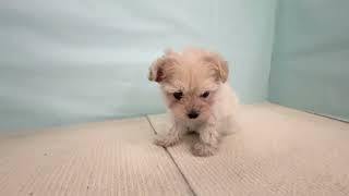 ハーフ犬の動画01