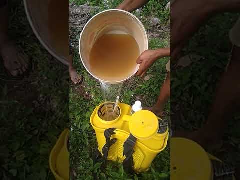 Cara somprot foxxin pada tanaman cabe Awe Aceh