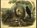 bowerbirds   this day