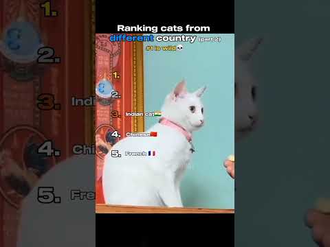 cats from different country part 2 #ranking #funny #memes #cats #shorts