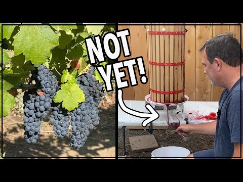 🍇  How to Make the Best Homemade Red Wine from Grapes #winemaking